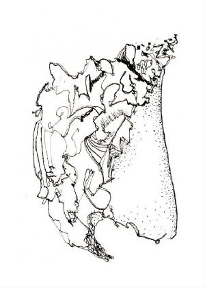 conchdrwg.jpg